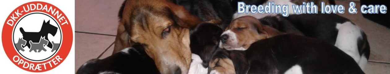 Kennel Venerem's Basset's